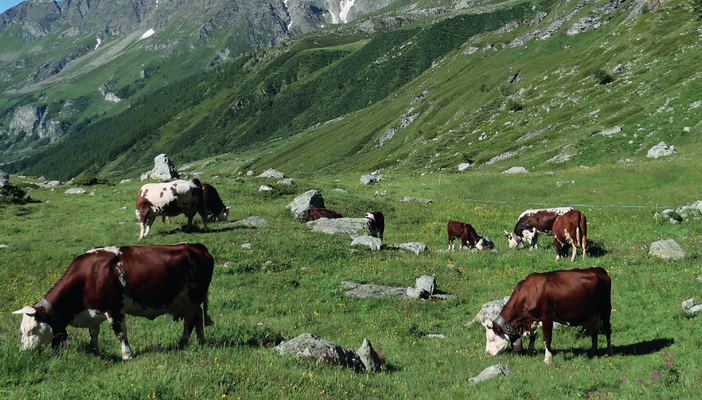 Disponibile modulo per riconoscimento della demonticazione anticipata