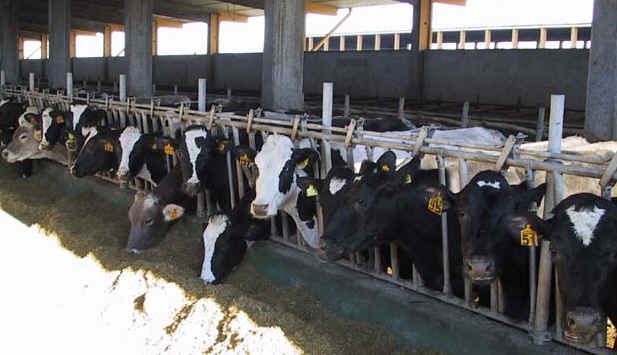 Sicurezza alimentare, le nuove linee guida dell'Arev