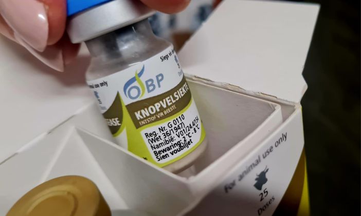 Iniziata questa mattina la vaccinazione antidermatite per 38.000 bovini valdostani