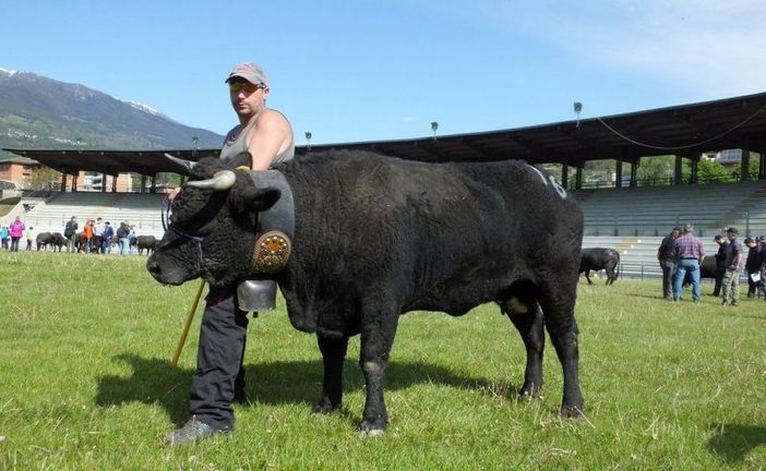 Bataille de reines, tornano i combats dell'Espace Mont Blanc Bataille de reines, tornano i combats dell'Espace Mont Blanc