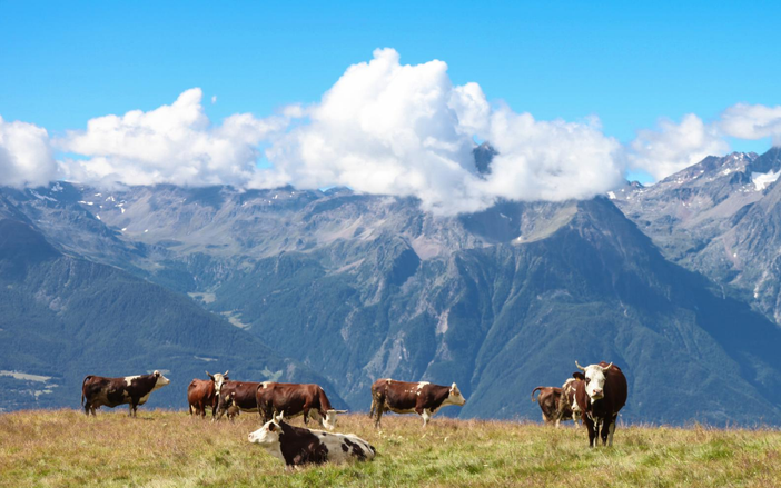 Alpages Ouverts 2024 sale sabato 24 agosto a Prasupiaz di Cogne