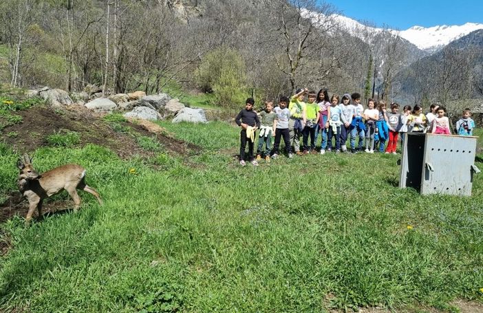 Liberato dal 'Centro recupero animali selvatici' un capriolo a Issime