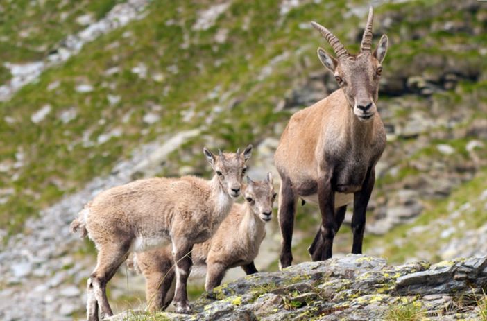 'Apertura politica' alla possibilità di cacciare lo stambecco