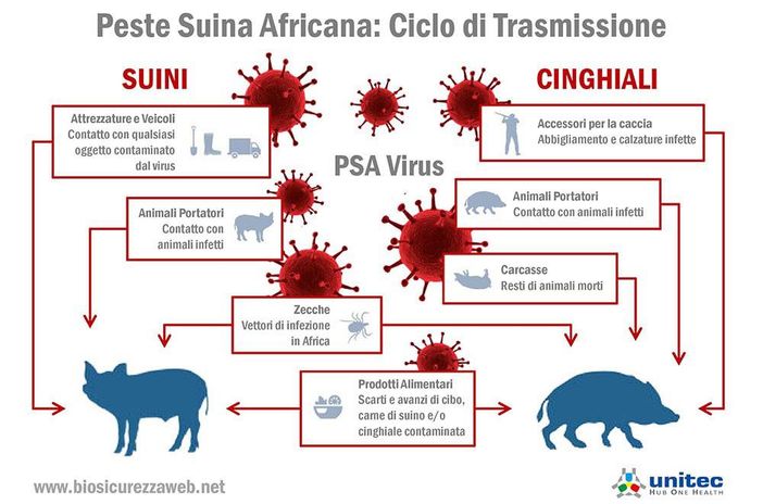 Peste suina africana, Valle d'Aosta indenne ma occorre attenta prevenzione