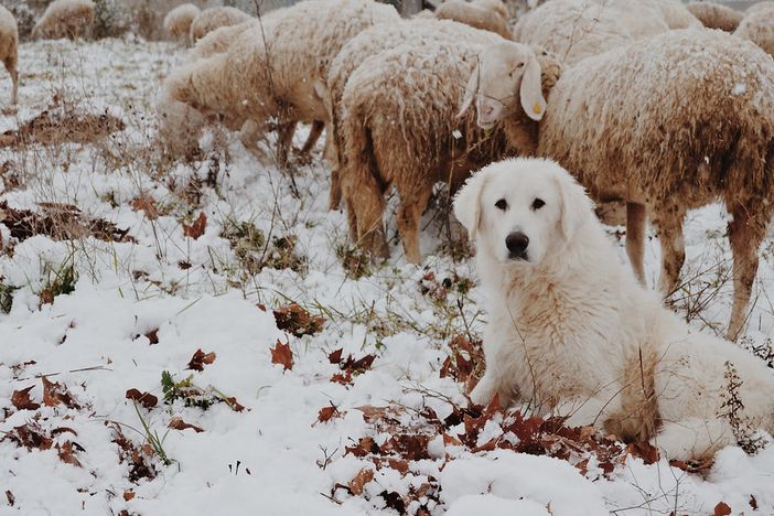 Un cane 'antilupo' appositamente addestrato a protezione del gregge