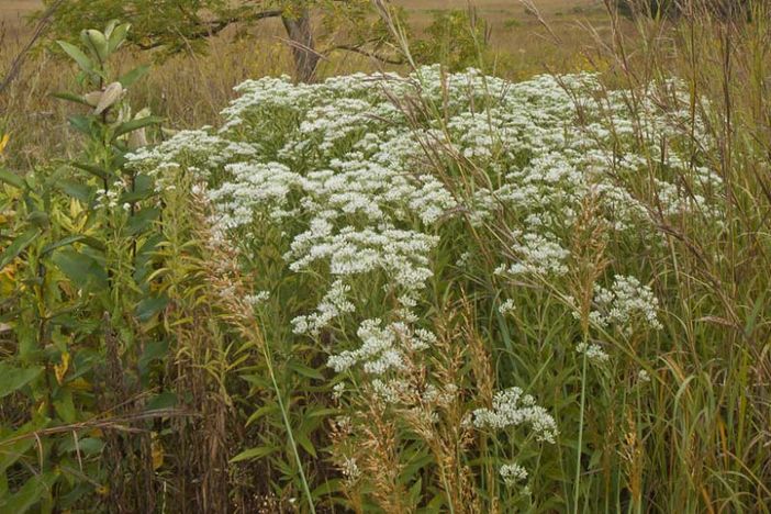 Eupatorium perfoliatum nel trattamento della COVID-19: quando la 'strada alternativa' si rivela un'eccellente alternativa Eupatorium perfoliatum nel trattamento della COVID-19: quando la 'strada alternativa' si rivela un'eccellente alternativa