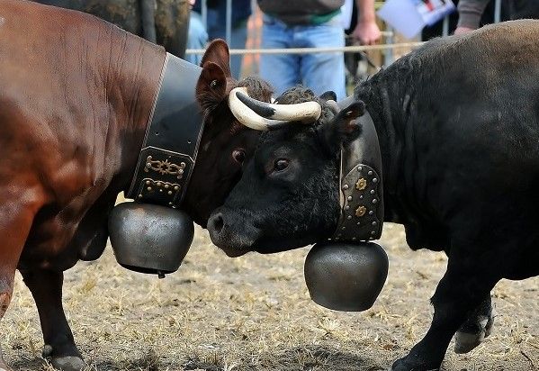 La Bluetongue arriva in Valle, eliminatorie Batailles posticipate di sette giorni La Bluetongue arriva in Valle, eliminatorie Batailles posticipate di sette giorni