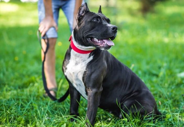 'Patentino' cani, aperte le iscrizioni al corso Celva 'Patentino' cani, aperte le iscrizioni al corso Celva