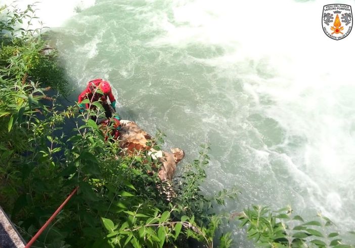 Bovino cade e muore nell'Evançon, recupero dei Vigili del fuoco