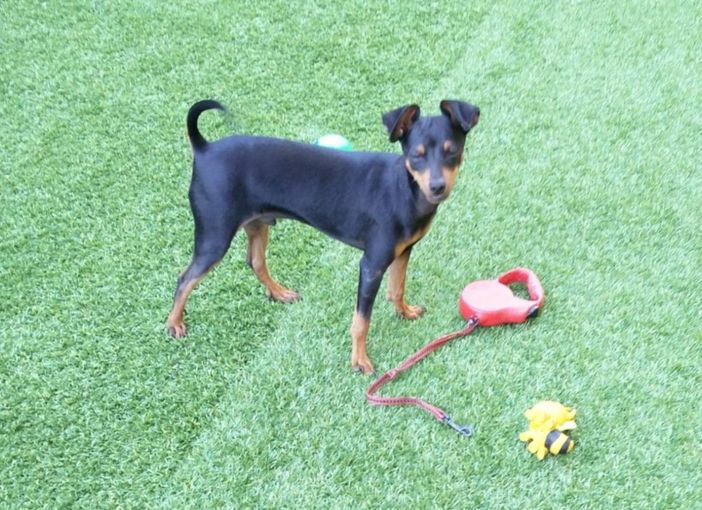 Charlie felice in un prato, in una foto scattata recentemente