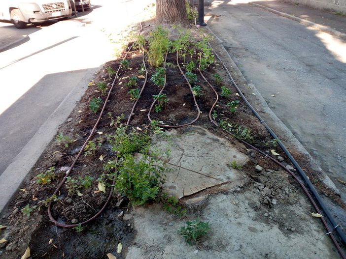 Lettera aperta al sindaco di Aosta, 'per il verde serve cura'