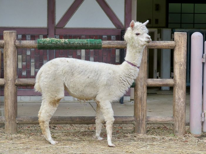 Un esemplare di alpaca