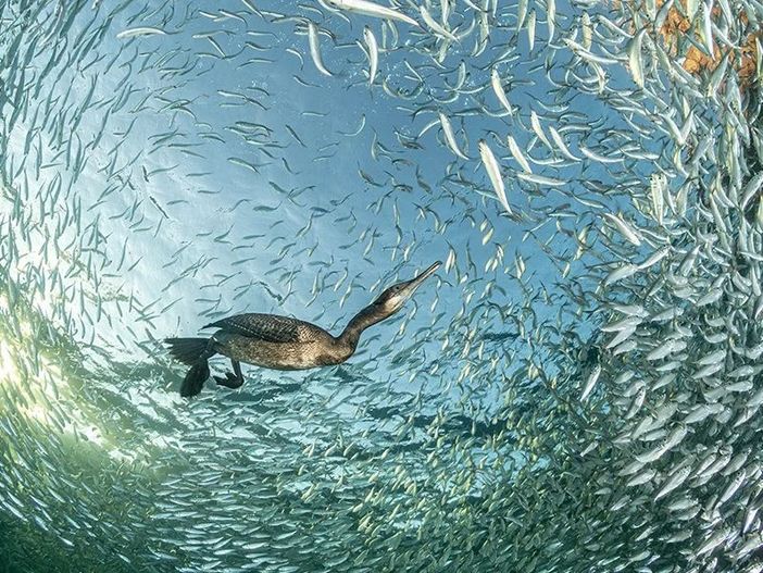 Banchetto al tramonto- Franco Banfi-Svizzera- Medaglia d'oro- Uccelli nel loro ambiente Banchetto al tramonto- Franco Banfi-Svizzera- Medaglia d'oro- Uccelli nel loro ambiente