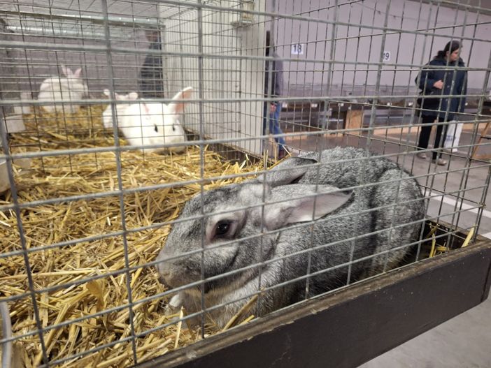 Successo a Donnas per 'Lou courtì e lou poulayé' nonostante la pioggerella