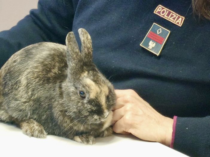 Coniglio nano smarrito e spaventato 'salvato' dalla polizia