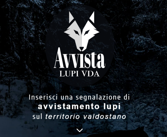 E' nata l'app 'Avvista Lupi VdA' per segnalarne la presenza