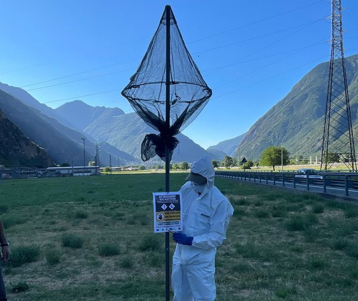 Scarabeo giapponese, completata l'installazione delle 188 trappole 'Attract &amp; Kill'