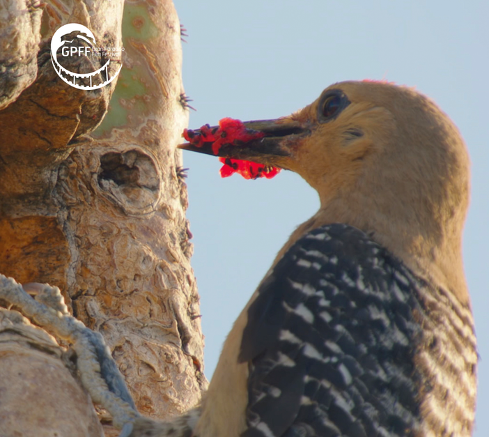 La 28esima edizione del Gran Paradiso Film Festival racconta 'le forme dell'intelligenza'
