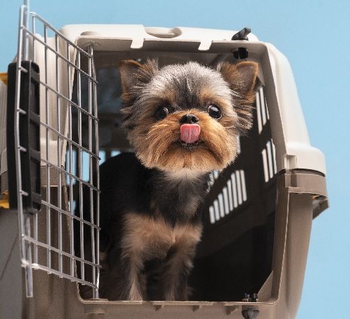 Animali a bordo; una rivoluzione nei cieli, ma con limiti