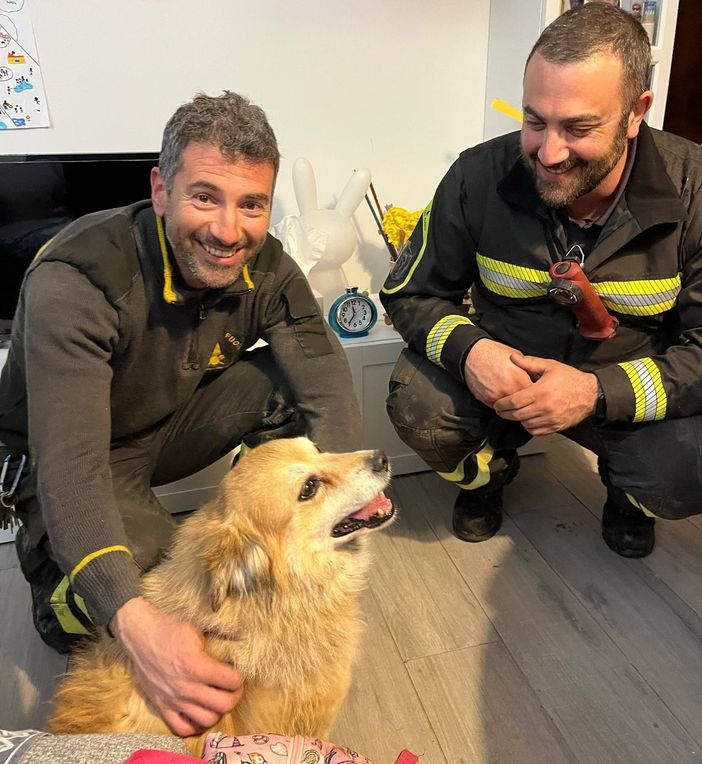 Salvato dai Vigili del fuoco cane incastrato in una tubazione Salvato dai Vigili del fuoco cane incastrato in una tubazione