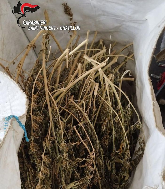 Marijuana sequestrata a Nus, il decreto-sicurezza mette a rischio macero anche 800 chili di 'legale' Marijuana sequestrata a Nus, il decreto-sicurezza mette a rischio macero anche 800 chili di 'legale'