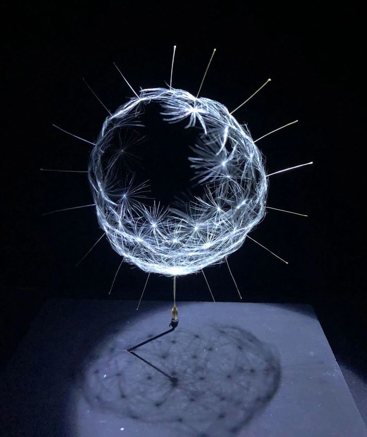 'Watage', 2017- Euglena 'Watage', 2017- Euglena