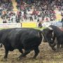 Batailles de Reines, confermata ripartenza domenica 21 settembre a Brissogne