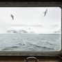 Fulmari fotografati dalla finestra della M/S Mälmo, Tempelfjorden