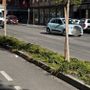 Aosta, in Consiglio comunale confronto sulla gestione delle aiuole cittadine Aosta, in Consiglio comunale confronto sulla gestione delle aiuole cittadine