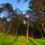 Il respiro della foresta; gli alberi  sentono l’eclissi e danzano con il Sole