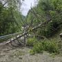 Valgrisenche, caduti alberi sulla strada regionale