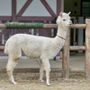 Un esemplare di alpaca Un esemplare di alpaca