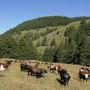 L'Arev annulla Alpages Ouverts 2025, 'troppi rischi per la salute del bestiame