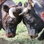 Batailles de Reines, il bosquet del 2025 è ancora di Suisse Batailles de Reines, il bosquet del 2025 è ancora di Suisse