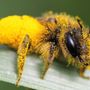 Biodiversità, al via il programma estivo di eventi e iniziative in Valle d’Aosta