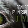 Capodanno; i botti uccidono 5000 animali in Italia ogni anno