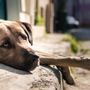 Lasciare il cane sotto il sole è reato; svolta della Corte di Cassazione