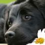 Giornata Mondiale del Cane; ricordiamo oggi la presenza che ci accompagna da sempre Giornata Mondiale del Cane; ricordiamo oggi la presenza che ci accompagna da sempre