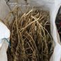 Marijuana sequestrata a Nus, il decreto-sicurezza mette a rischio macero anche 800 chili di 'legale'