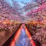 Hanami e la contemplazione dei ciliegi
