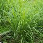 Citronella; il segreto naturale per un’estate senza zanzare