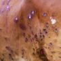 Possibile vaccino in Valle per la dermatite nodulare contagiosa nei bovini