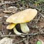 Funghi, attivo in Valle il controllo gratuito sulla commestibilità Funghi, attivo in Valle il controllo gratuito sulla commestibilità