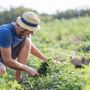 Giovani agricoltori, in Valle parte il bando da 70mila euro per chi avvia una nuova azienda