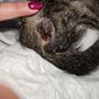'Un gatto ferito lasciato senza soccorso dal gattile regionale'
