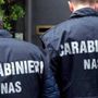 Gatta operata in ospedale: l'indagine esemplare del Nas ha fatto luce sul caso