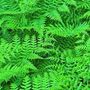 Polypodium leucotomos