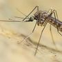 West Nile, virus trovato in due uccelli selvatici in Valle