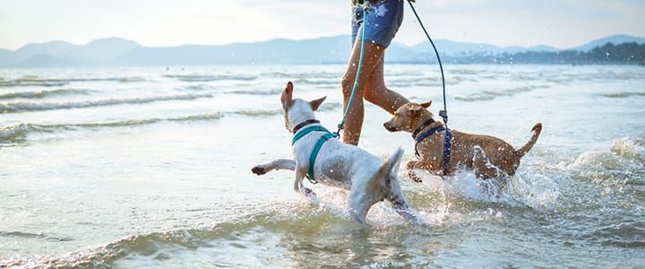 La vacanza 'Pet Friendly'