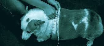 Il peso ideale del cane: come lo calcolo? VIDEO INCLUSO